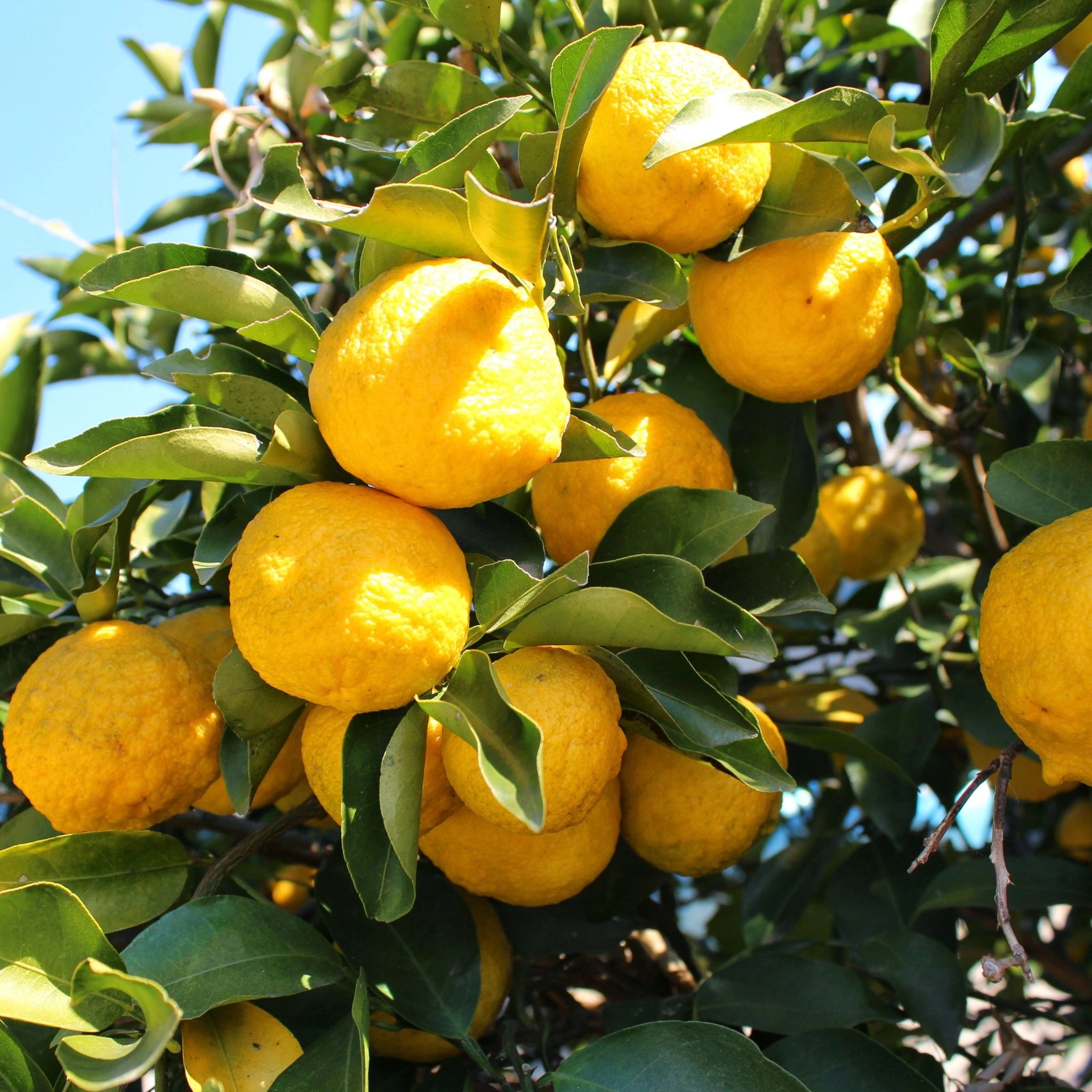 Ripened Yuzu citrus fruits on tree—rich in vitamin C and antioxidants, used in natural skincare to brighten complexion, boost radiance, and protect skin barrier.