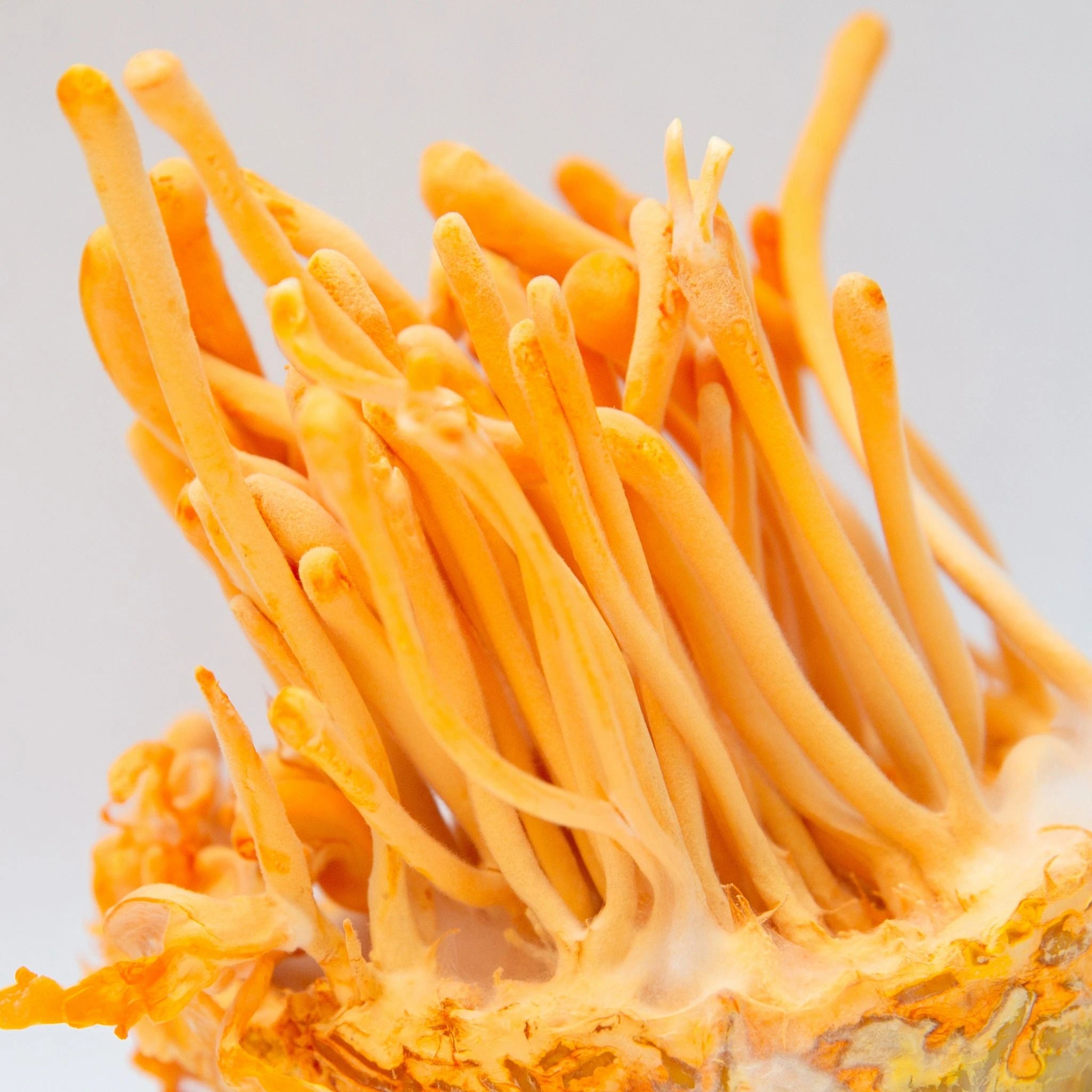 Close-up of vibrant orange Cordyceps militaris fruiting bodies, known for their adaptogenic and energy-supporting properties that help enhance stamina, vitality, and respiratory health naturally.