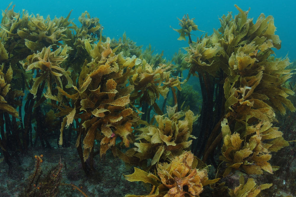 Underwater view of Ecklonia radiata New Zealand kelp growing in a coastal marine environment used in natural oral care beauty health and wellness formulations.