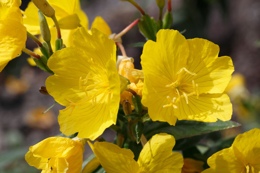 Evening Primrose flower, botanical source of gamma linolenic acid, nourishing plant extract for hormonal balance, skin hydration and natural beauty wellness formulations.