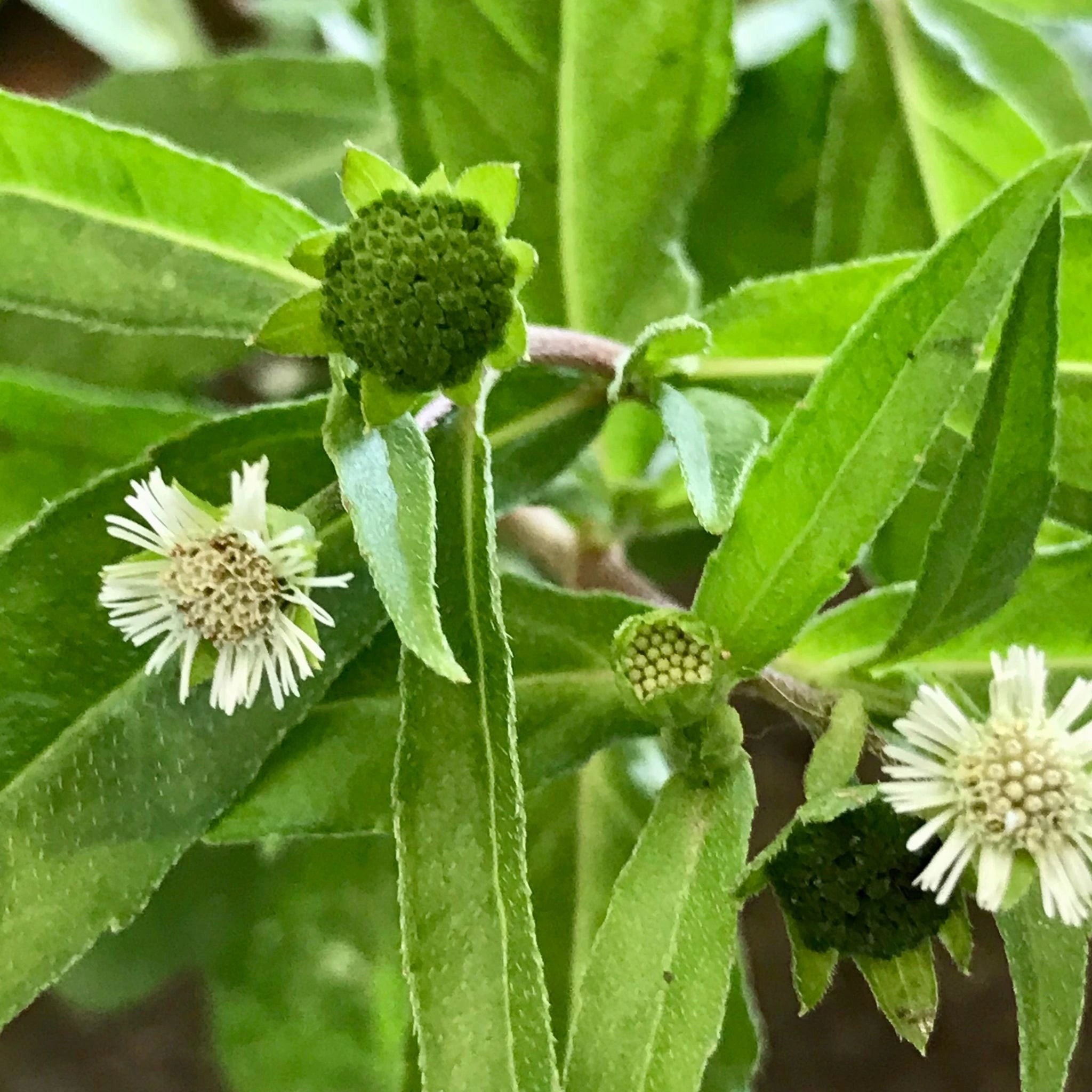 Eclipta Alba plant with green buds and white flowers—known as False Daisy, used in natural hair care to promote growth, strengthen roots, and prevent premature greying.