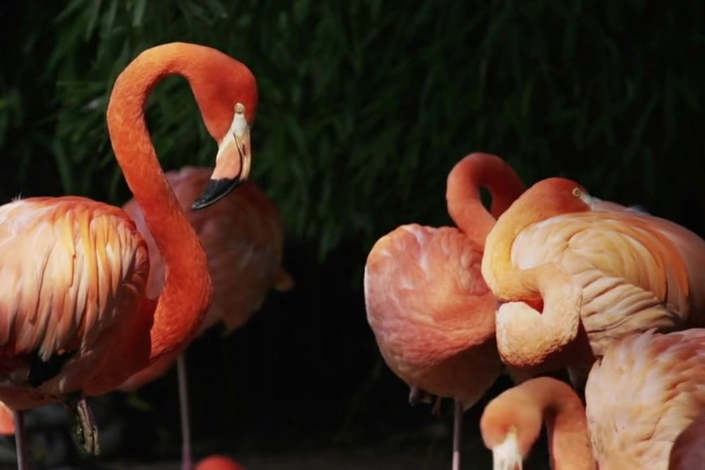 A group of pink flamingos standing together in a dark, natural-looking setting with green foliage in the background.
