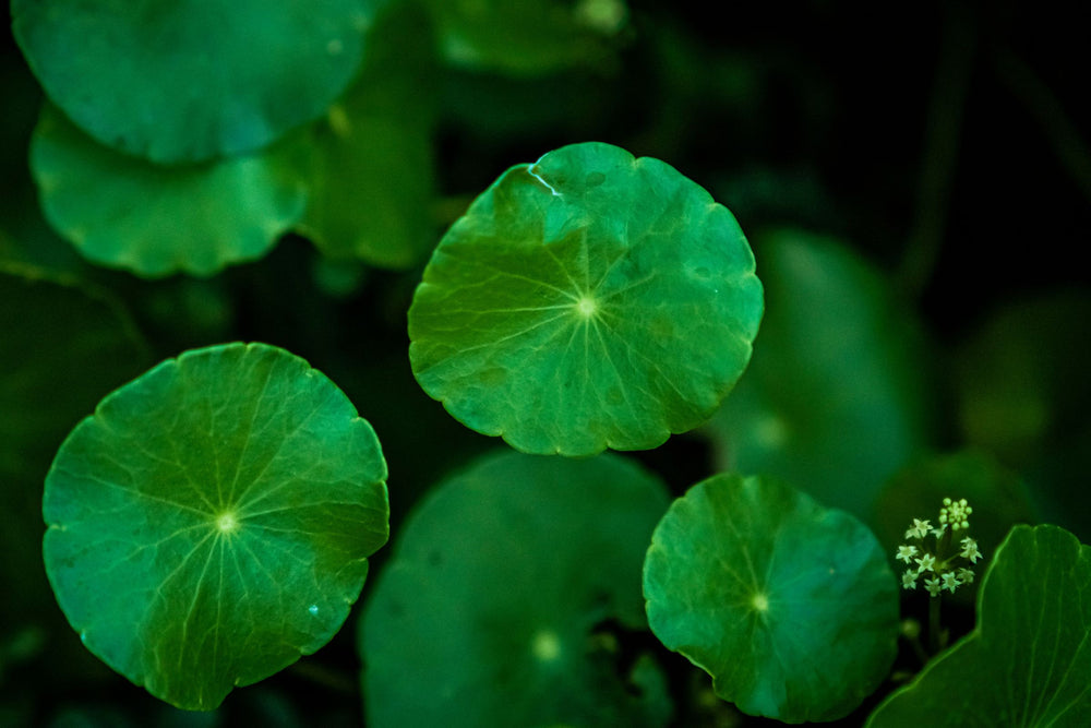 Close-up of Centella asiatica (Gotu Kola) leaves – a revered botanical used in natural skincare, beauty, health, and wellness for its soothing, restorative, and skin-repairing properties.