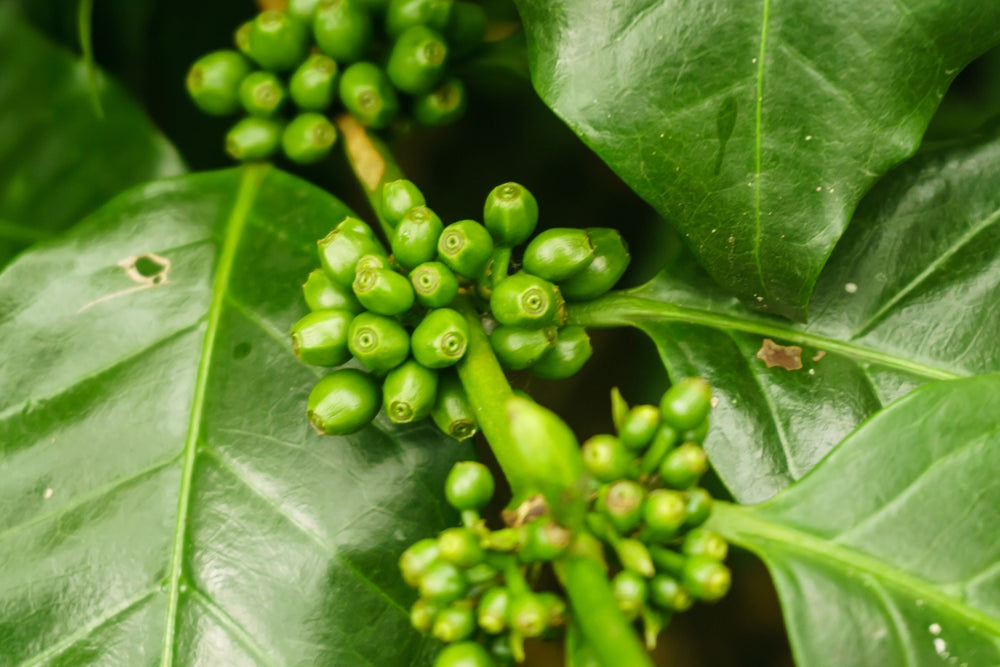 Green coffee bean extract on plant, natural antioxidant ingredient for skincare and wellness supplements in New Zealand.