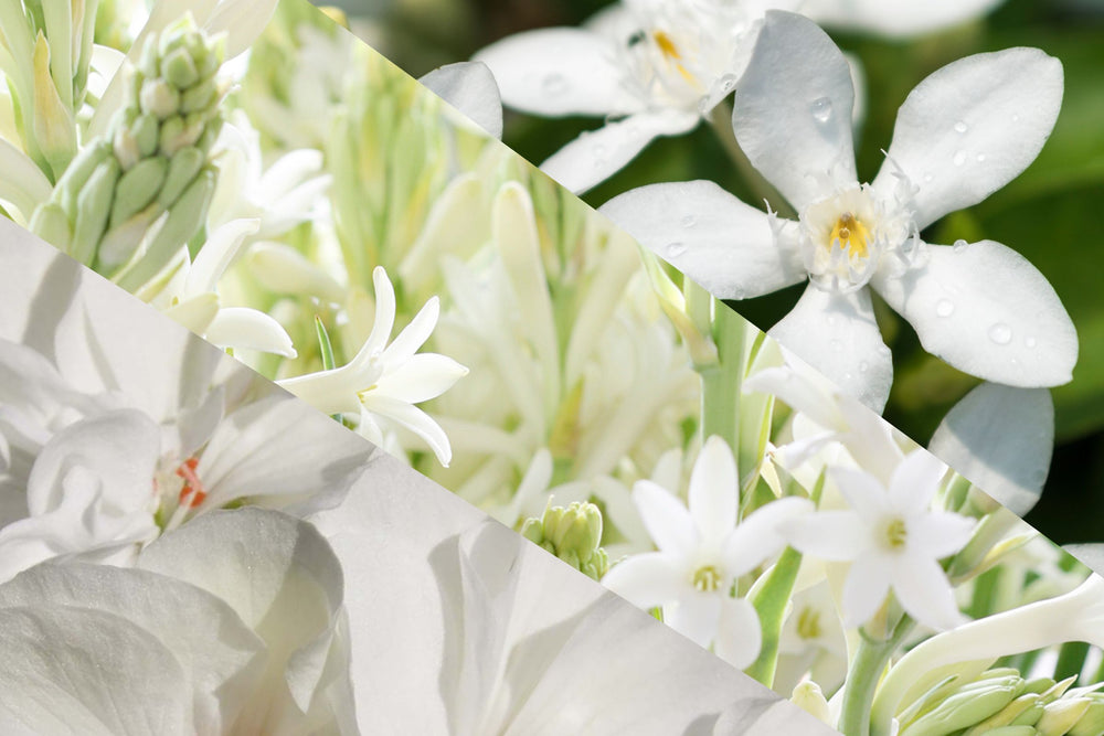 Close-up of white jasmine (Jasminum Grandiflorum), tuberose (Polianthes Tuberosa) and geranium (Pelargonium Capitatum) flowers, a floral heart note trio that evokes calm, clarity and feminine strength in natural perfumery.