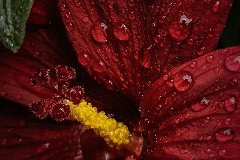 Hibiscus Esculentus (Okra) extract rich in natural peptides to support skin elasticity, smoothing and firming, plant based tightening active for refined texture and anti ageing skincare.