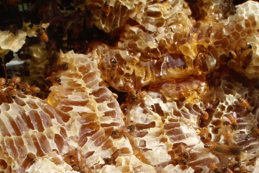 Close-up of Niue Hone honeycomb cells filled with golden honey, with bees crawling across the surface.
