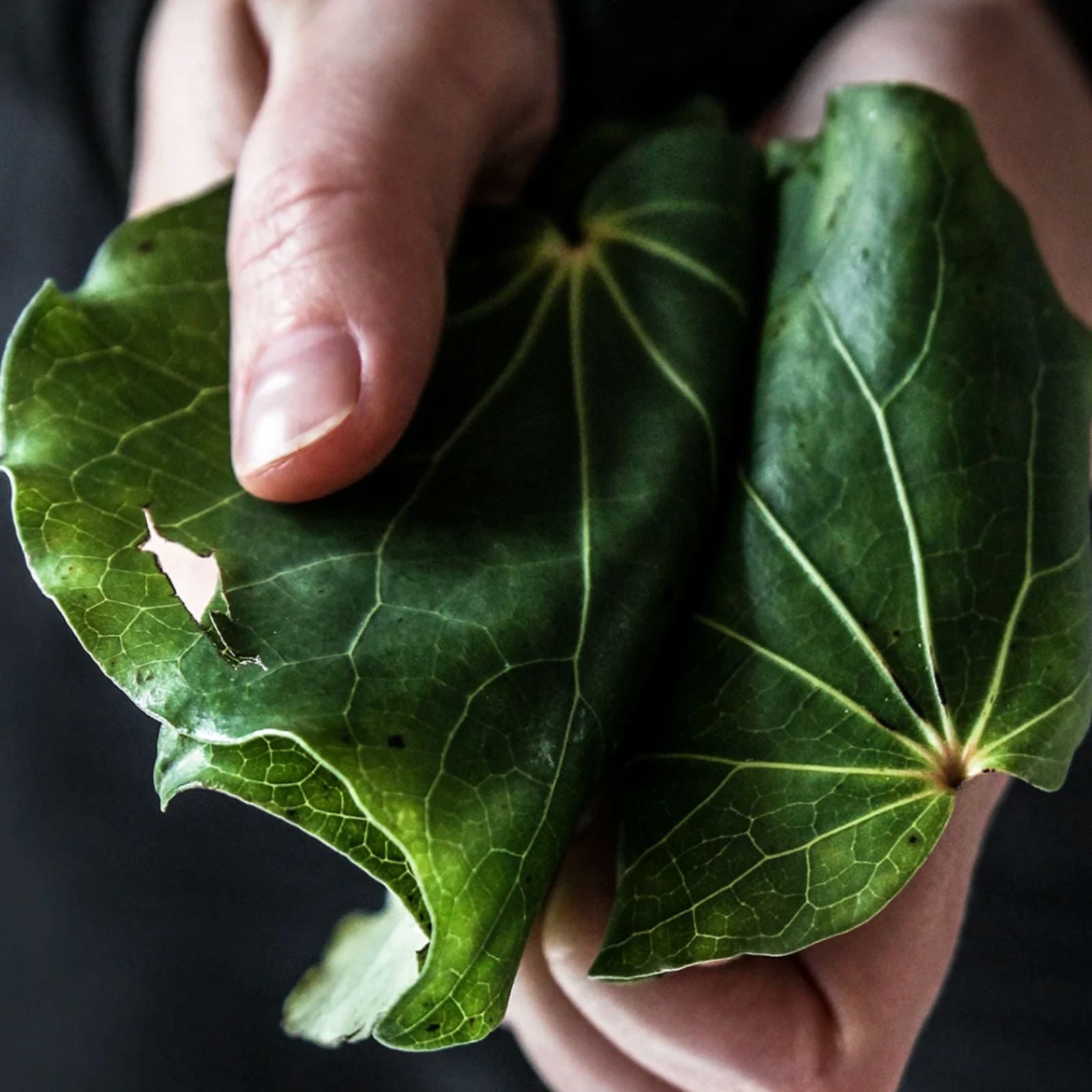 A close-up of two hands holding fresh green Kawakawa leaves with prominent veins against a dark background.