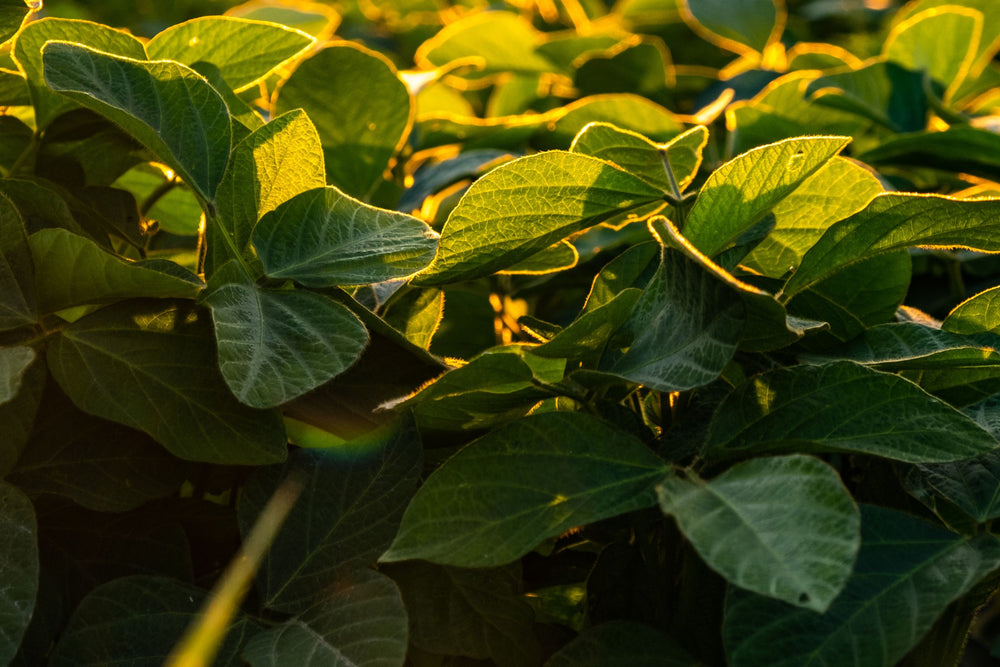 Sunlit close-up of lush green soybean leaves – representing  a nutrient-rich ingredient used in natural skincare, beauty, health and wellness products.