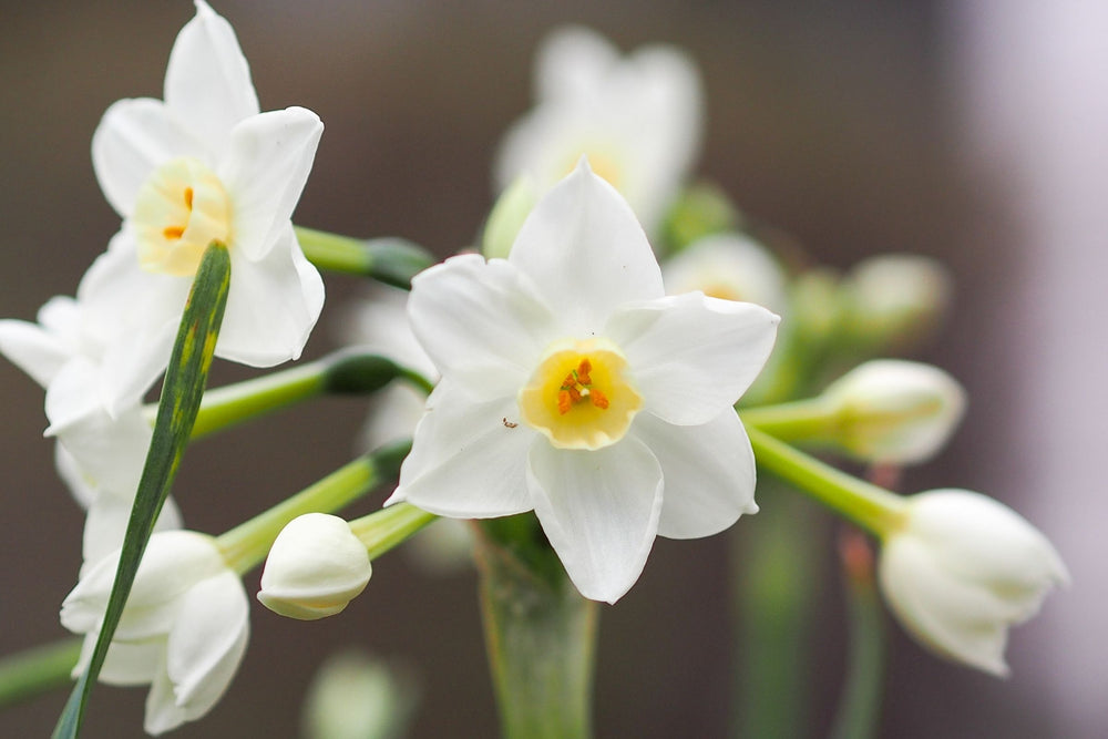 Narcissus tazetta flower used in IBR-DORMIN® skincare ingredient, a natural plant extract supporting skin longevity, firmness and smooth texture in advanced anti ageing skincare formulas in New Zealand.