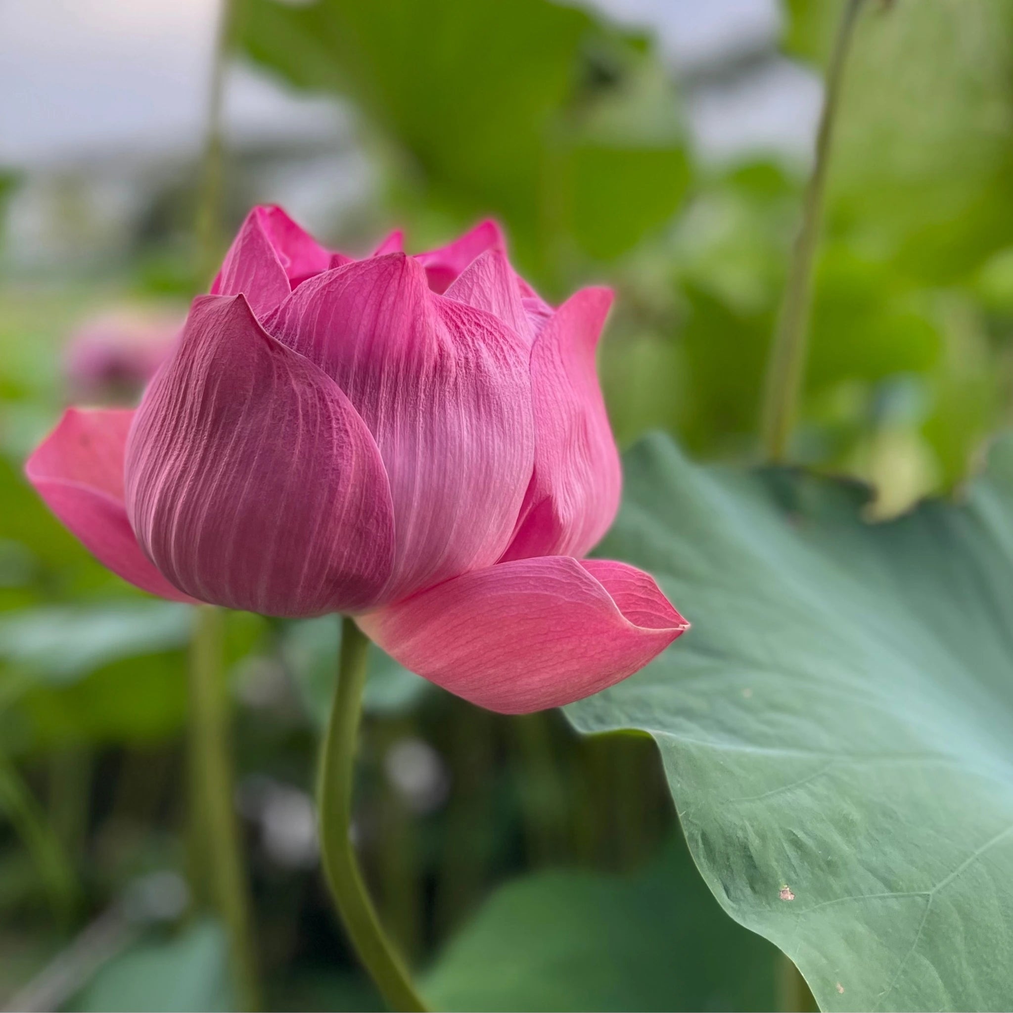 Indian Lotus (Nelumbo Nucifera): 