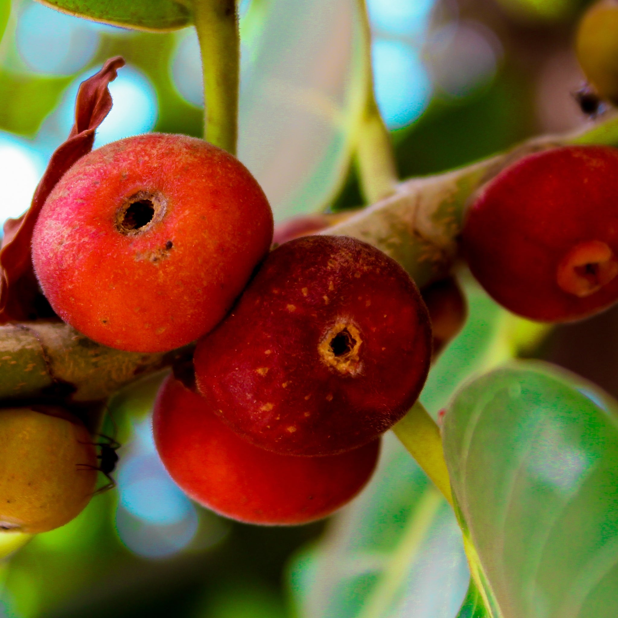 Indian Banyan (Ficus Benghalensis): 