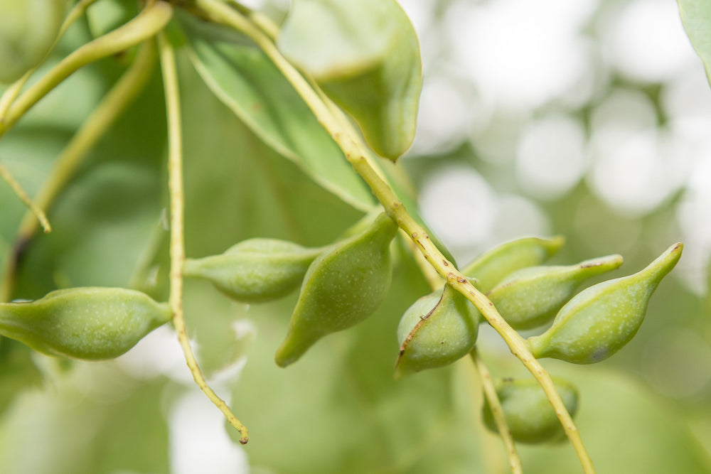 Close-up of Kakadu plum fruit on the tree – a powerful natural source of vitamin C used in skincare for brightening, antioxidant protection and collagen support.