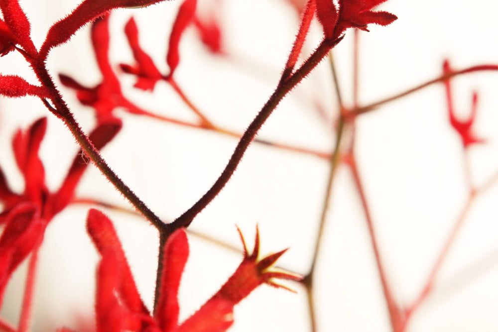 Kangaroo paw flower used in skincare for its firming and rejuvenating benefits.