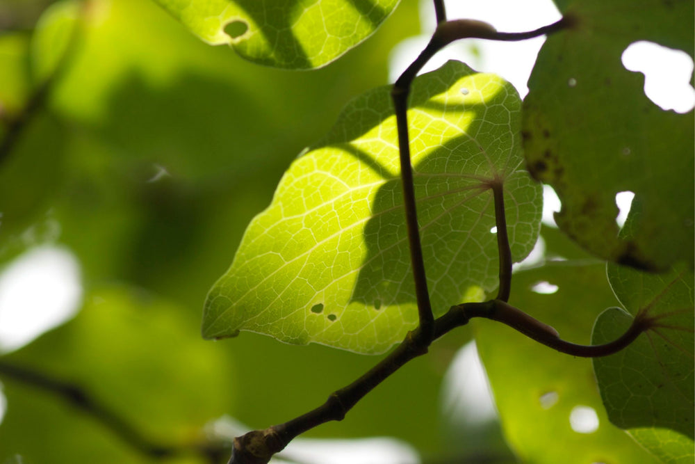 Close-up of vibrant Kawakawa leaves, a native New Zealand botanical ingredient used in beauty, health and wellness products.