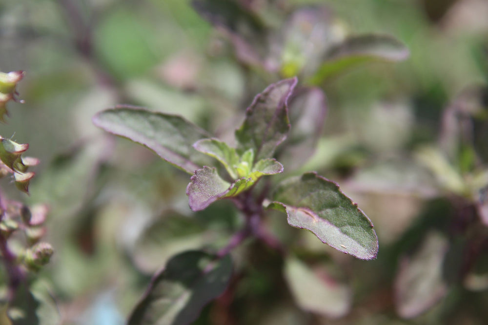 Krishna Tulsi holy basil plant close up of fresh green and purple leaves key adaptogenic herb used in teas extracts skincare and wellness formulations.