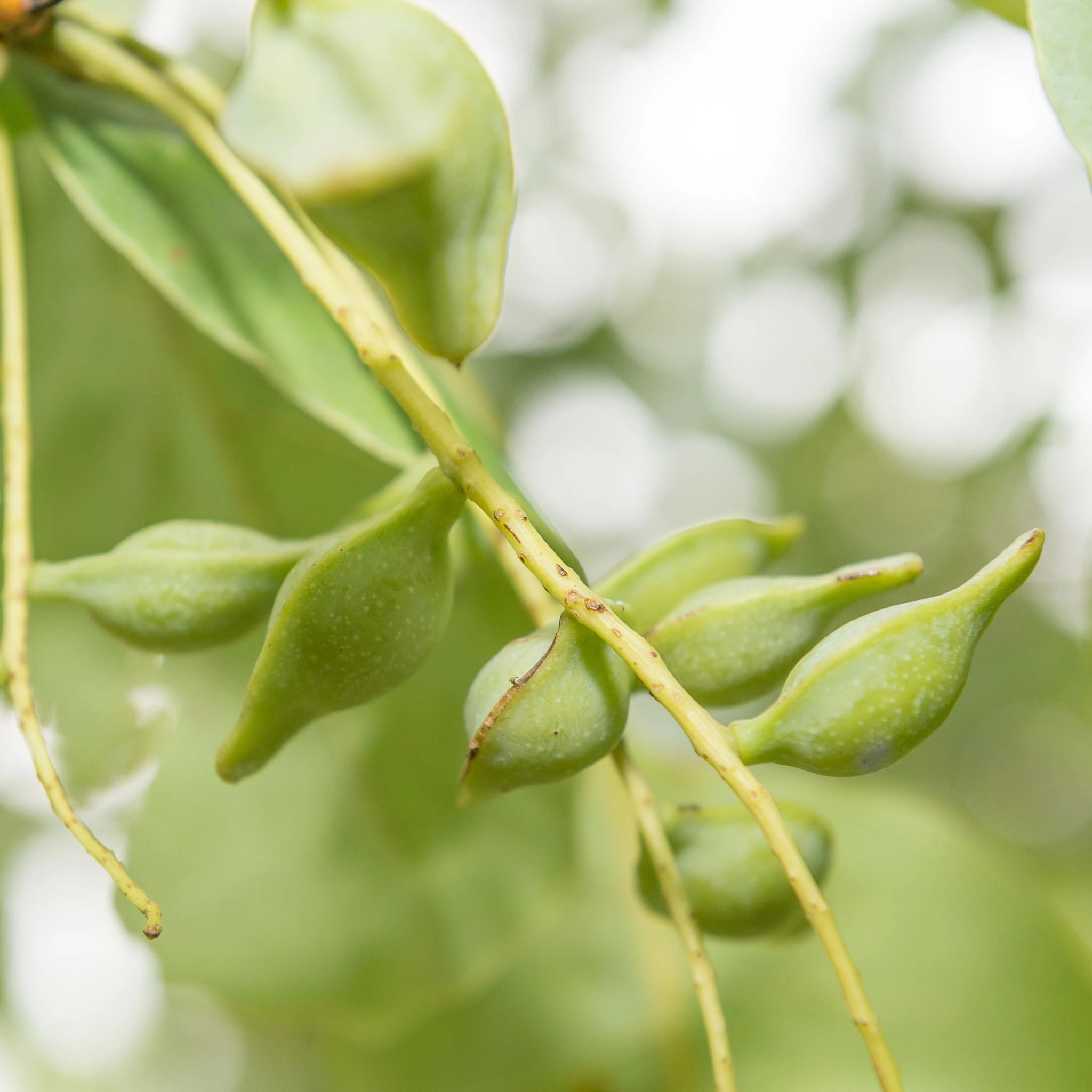 fresh Kakadu Plum fruit hanging from a tree, the world’s richest source of Vitamin C and an active ingredient in the Vanessa Megan SPF50 natural  reef-safe sunscreen 