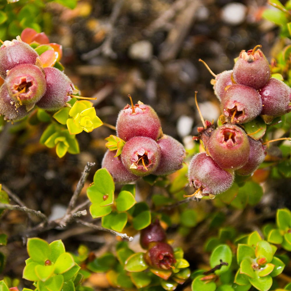 Kunzea pomifera emu apple native Australian berry, antioxidant rich key ingredient for natural beauty, skincare, health and wellness products.
