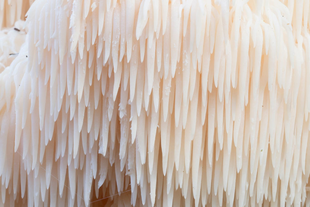 Close-up of cascading spines of Lion’s Mane (Hericium erinaceus), a dual-extracted medicinal mushroom known for supporting cognitive clarity, focus, memory, and nerve regeneration through its powerful nootropic compounds.
