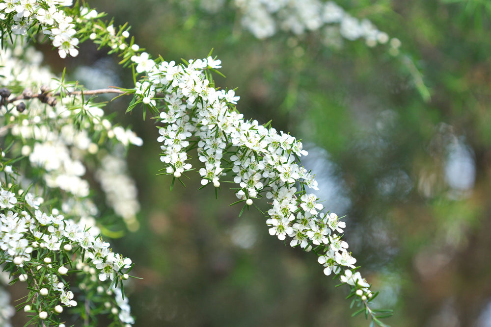 Leptospermum Petersonii (Lemon-Scented Tea Tree), source of an antibacterial essential oil known to calm blemish-prone, hormonally affected skin, refine pores and soothe post-exfoliation sensitivity.