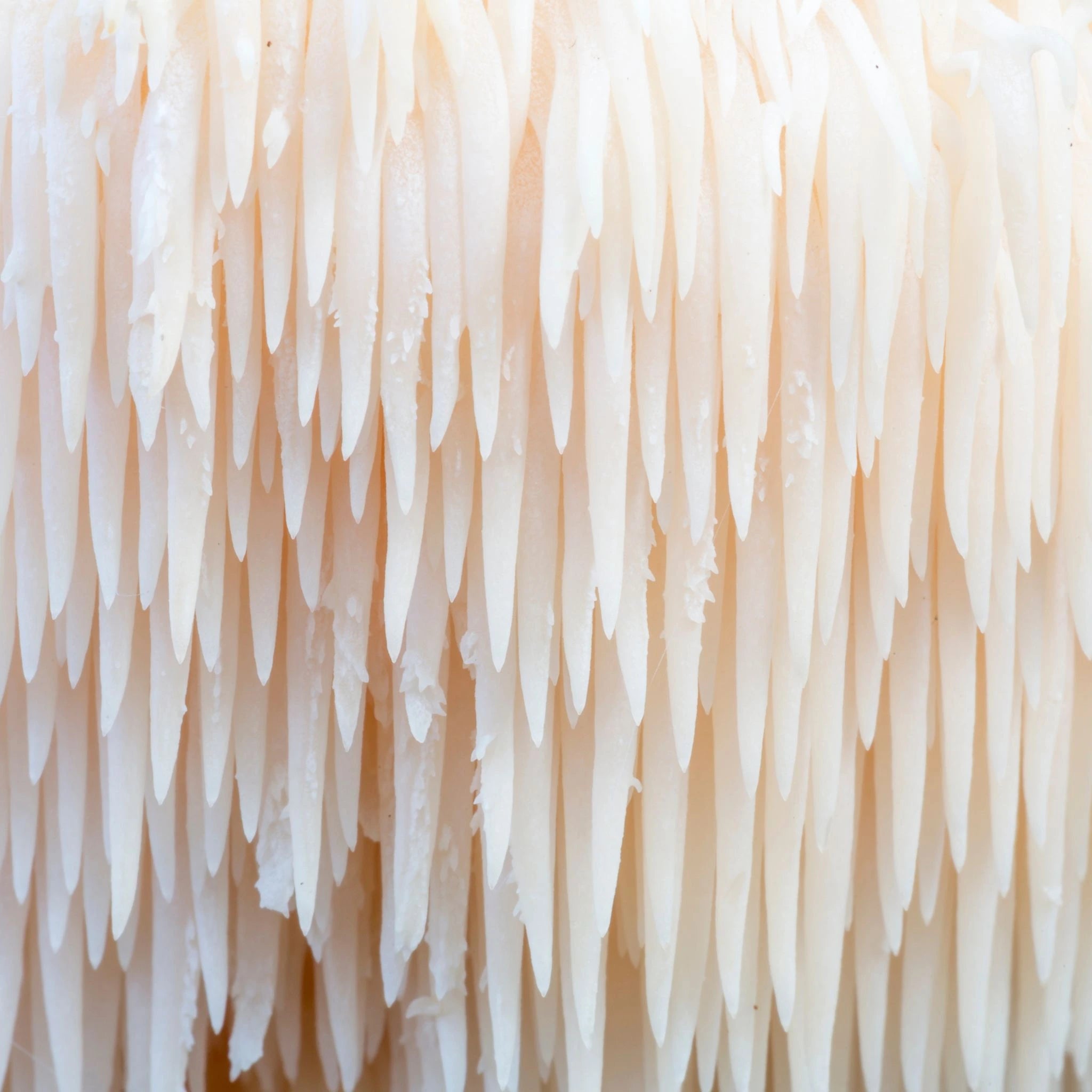 Close-up of cascading spines of Lion’s Mane (Hericium erinaceus), a dual-extracted medicinal mushroom known for supporting cognitive clarity, focus, memory, and nerve regeneration through its powerful nootropic compounds.