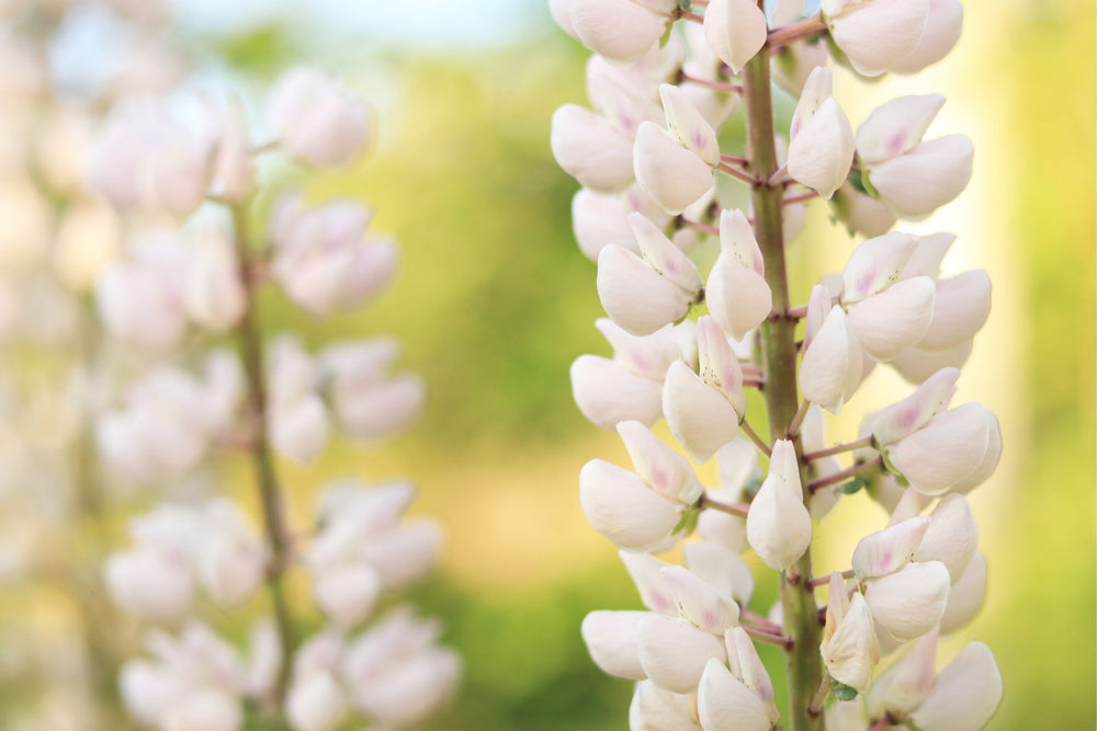 Close-up of white lupin flower spikes  the plant source of the skincare ingredient CO₂llageneer® on a green stem against a soft blurred yellow-green background.