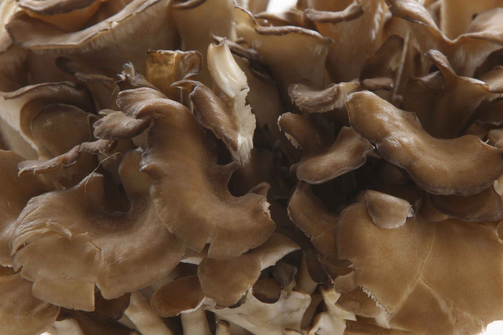 A close-up shot of fresh maitake mushrooms with brownish-tan gills and wavy, overlapping caps.