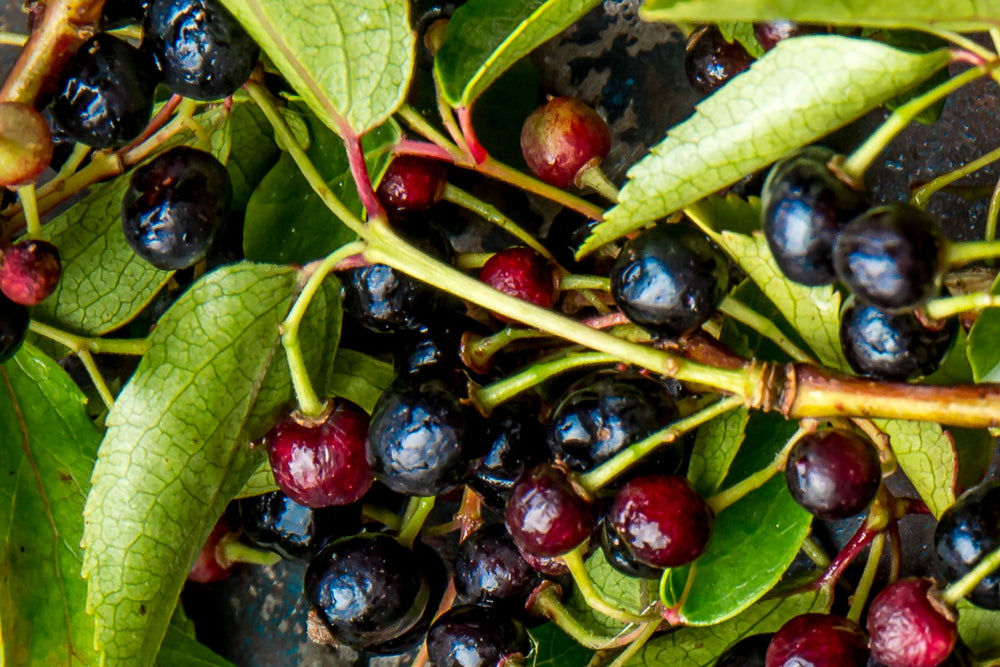 Close-up of a cluster of dark purple to red Maqui berries attached to green leaves and stems of the Aristotelia chilensis. A potent antioxidants used in beauty health and wellness for skin, eye cardiovascular and immune health.
