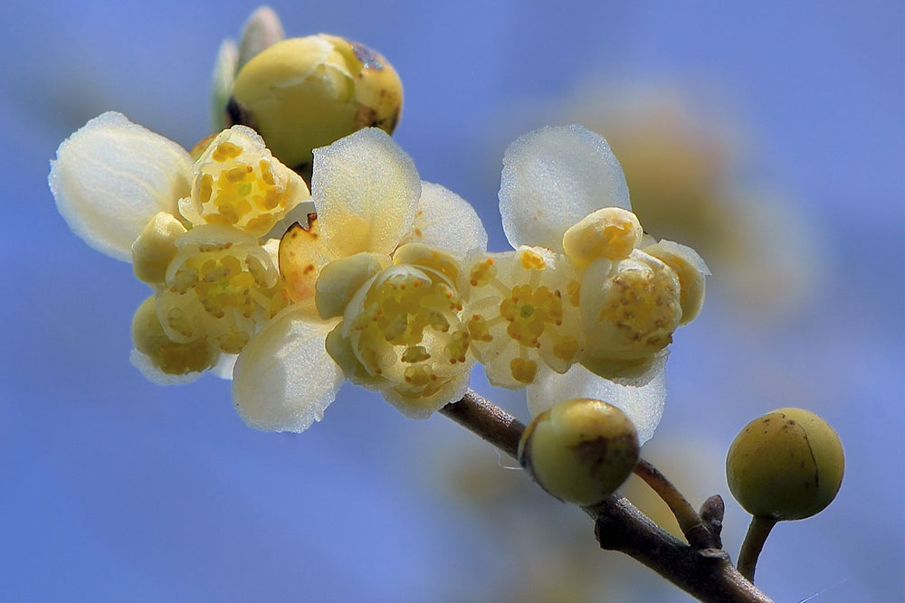 Litsea Cubeba (May Chang) blossoms, the botanical source of May Chang essential oil known for its bright, citrusy aroma and purifying, toning benefits for skin.