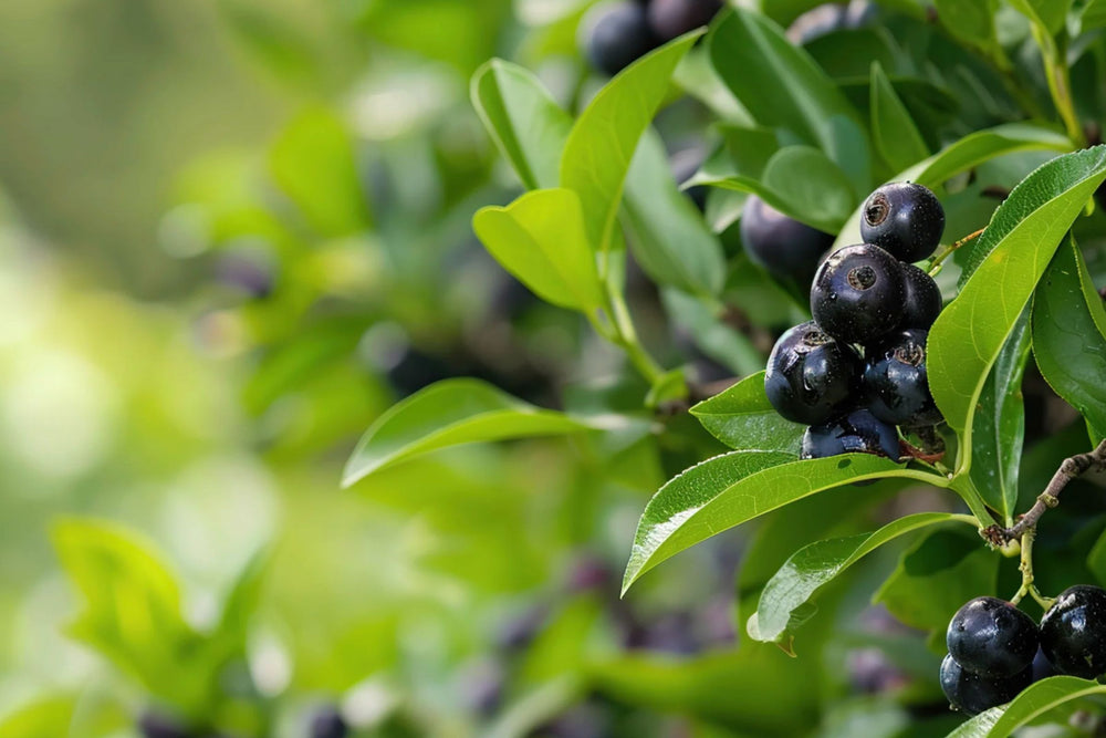 Close-up of Maqui Berry (Aristotelia chilensis) berries growing on a leafy green branch, photographed outdoors with a soft blurred natural background.