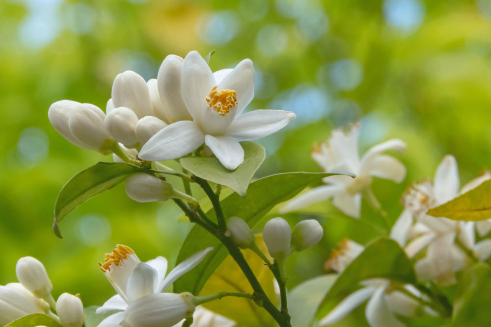 White neroli flowers Citrus Aurantium Amara on a green branch key ingredient in balancing and purifying neroli flower oil.