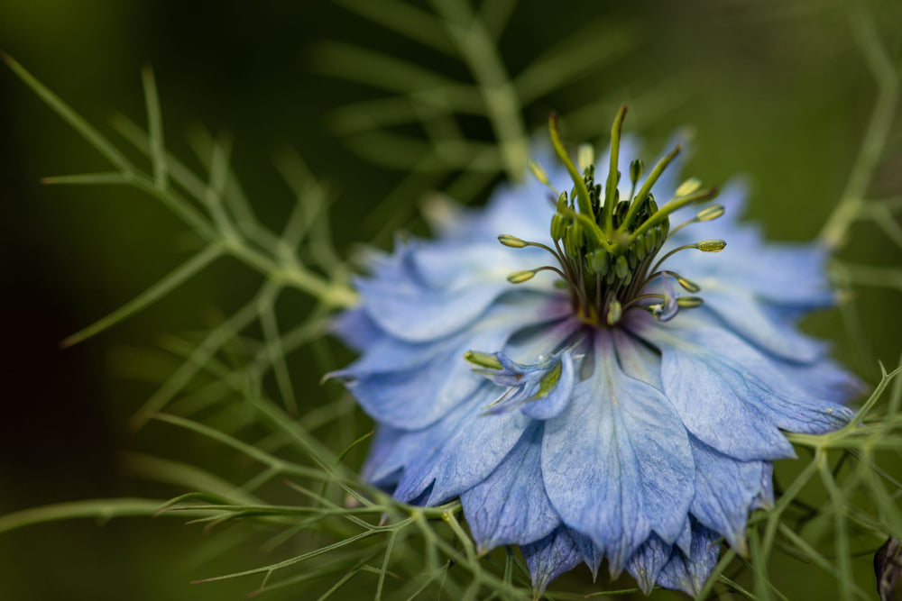 Close-up of Nigella sativa flower, a botanical ingredient valued for its antioxidant-rich properties and used in beauty, health and wellness formulations.