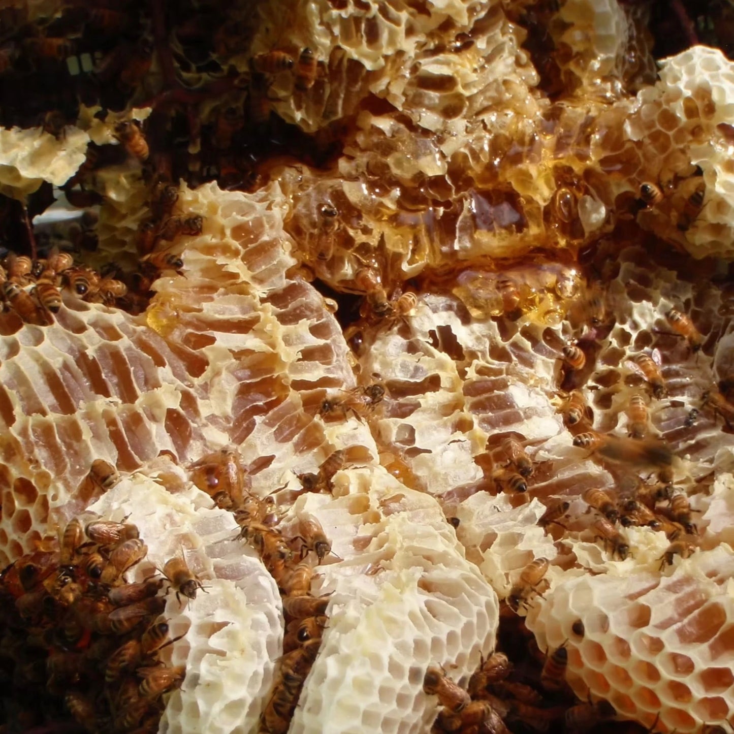 Niue Honey organic raw honeycomb with thriving bees from chemical-free island sanctuary