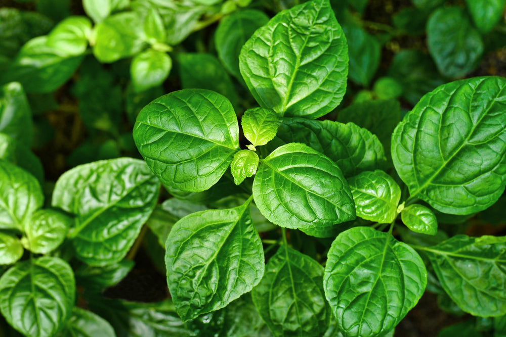 Close-up of vibrant green patchouli leaves (Pogostemon Cablin), the grounding base note in natural perfume that evokes depth, sensuality and emotional balance.