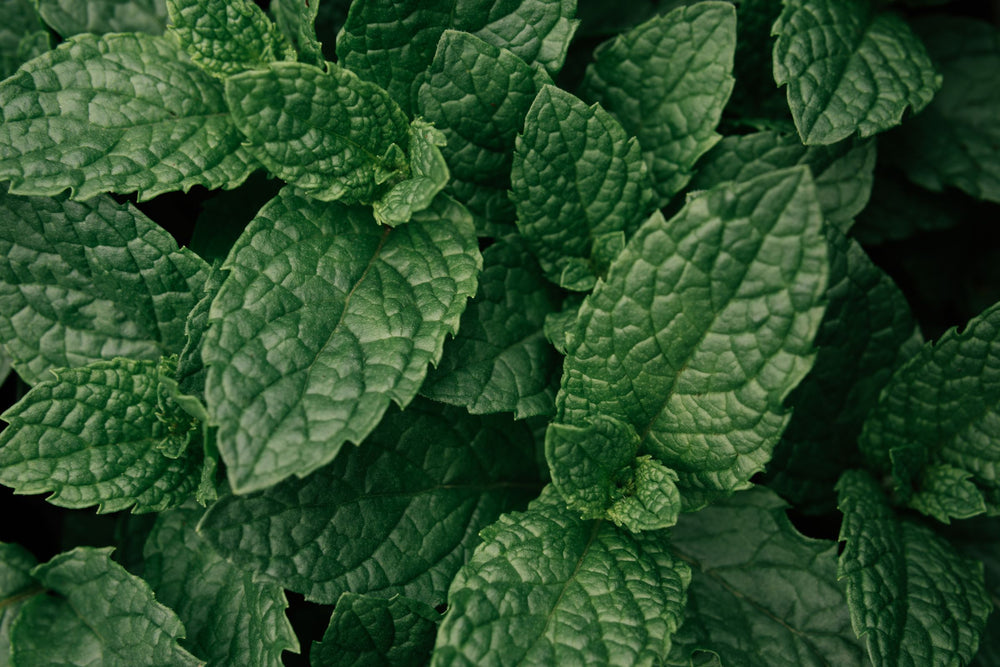 Close up of fresh peppermint leaves used in natural oral care skincare and wellness formulations.