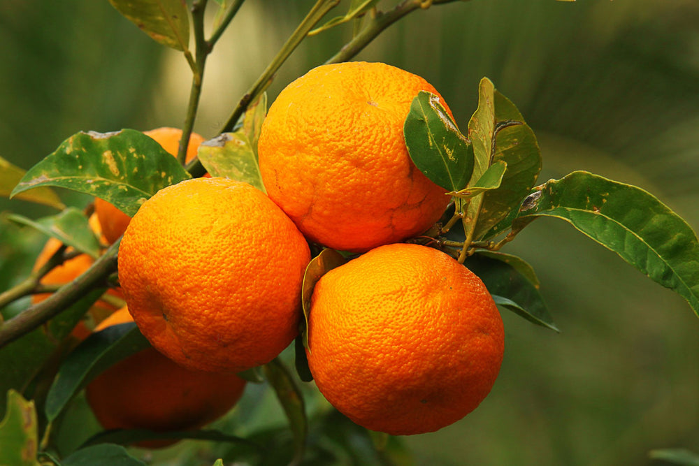 Citrus Aurantium (bitter orange) fruit on the tree, source of Petitgrain Oil known for its balancing, clarifying and soothing properties in skincare.