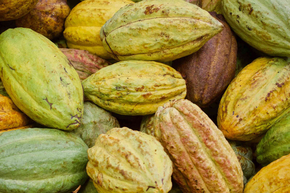 A close-up pile of Criollo Cacao (Theobroma cacao) Bean  pods in natural shades of green, yellow, brown, and beige.