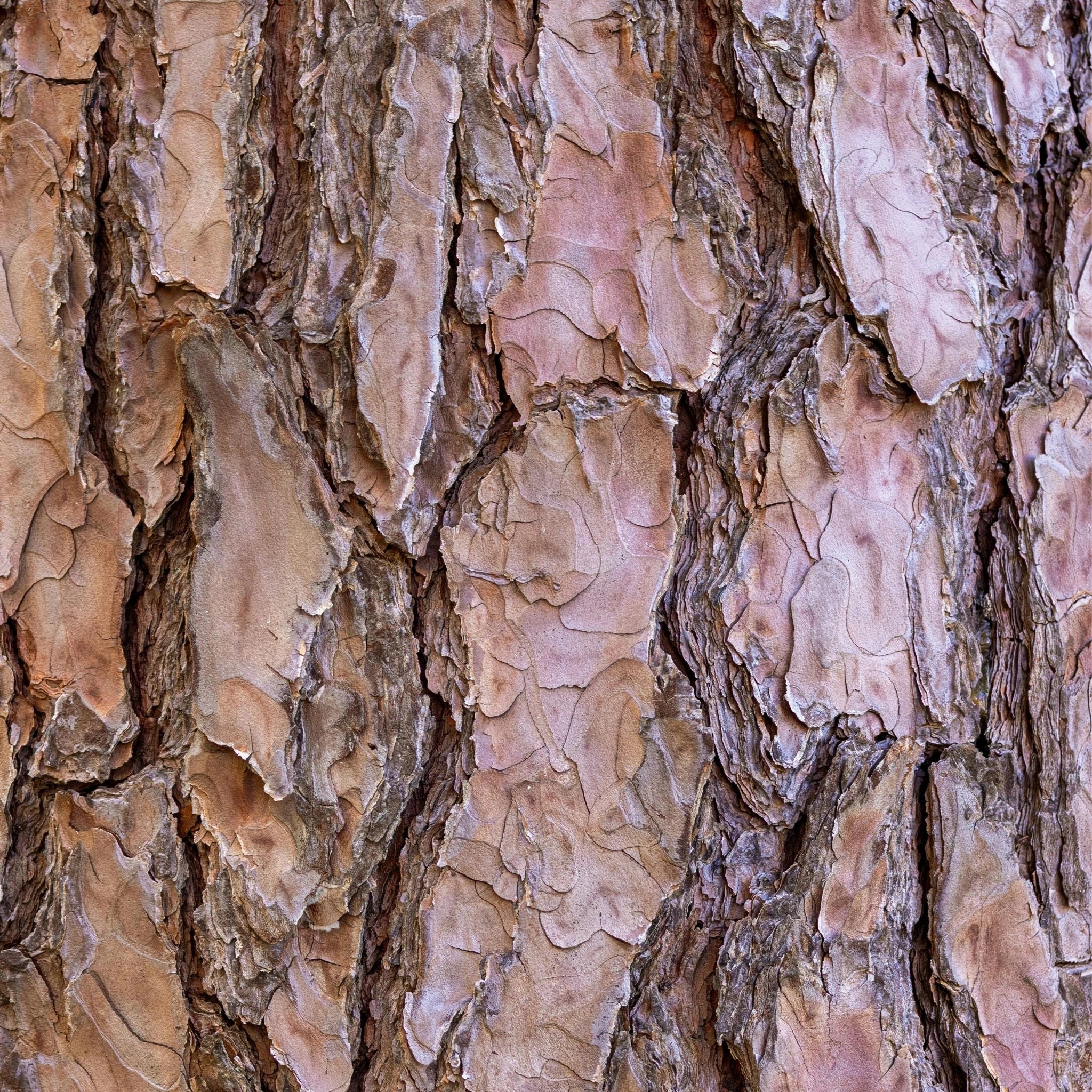 Pine bark extract, a powerful antioxidant-rich ingredient supporting memory, circulation, and overall brain health.
