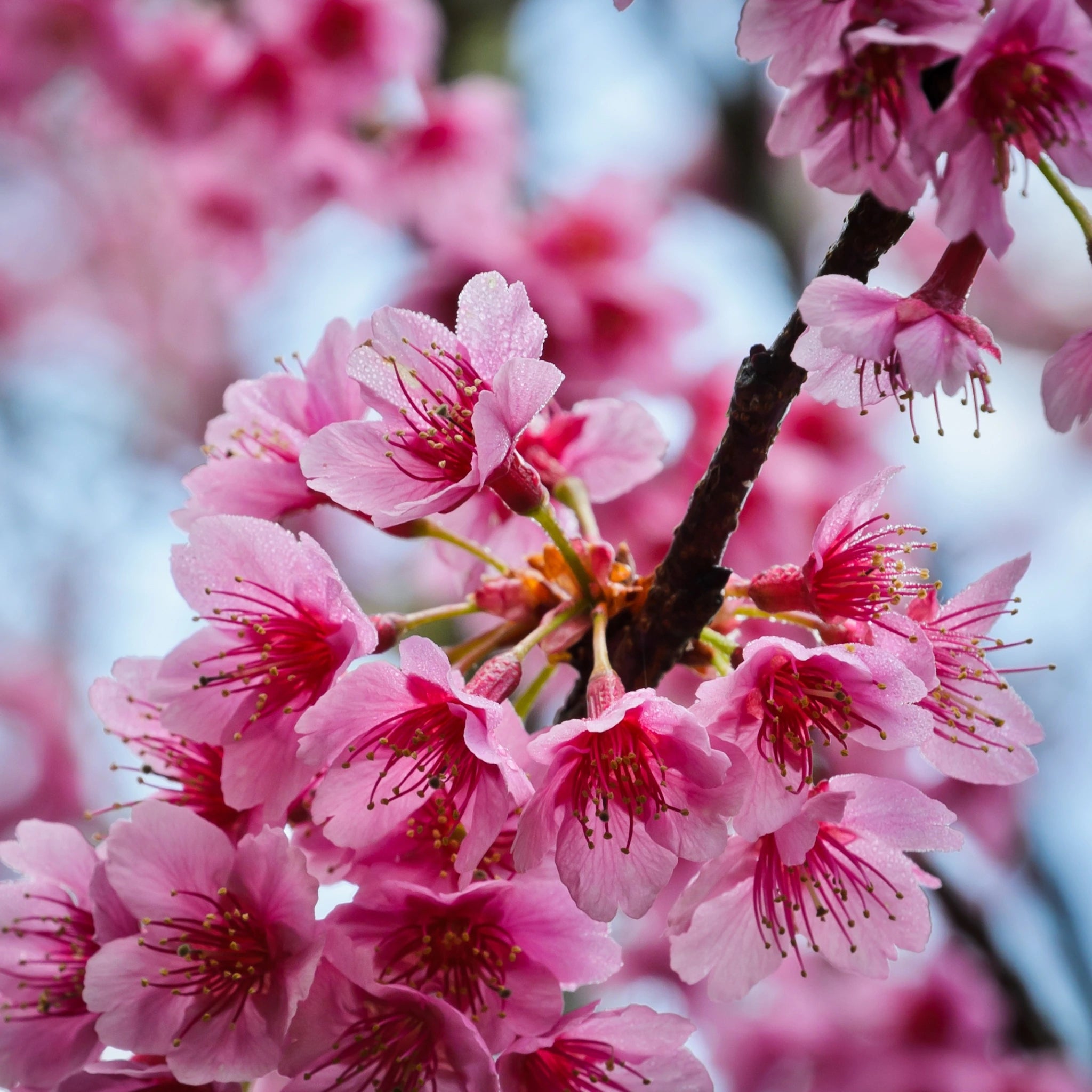 Himalayan Wild Cherry (Prunus Cerasoides): 