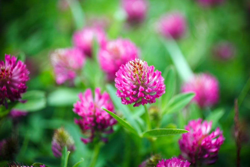 Red Clover blossoms – plant-based source of isoflavones known for supporting hormonal balance, skin elasticity, and menopausal wellness.