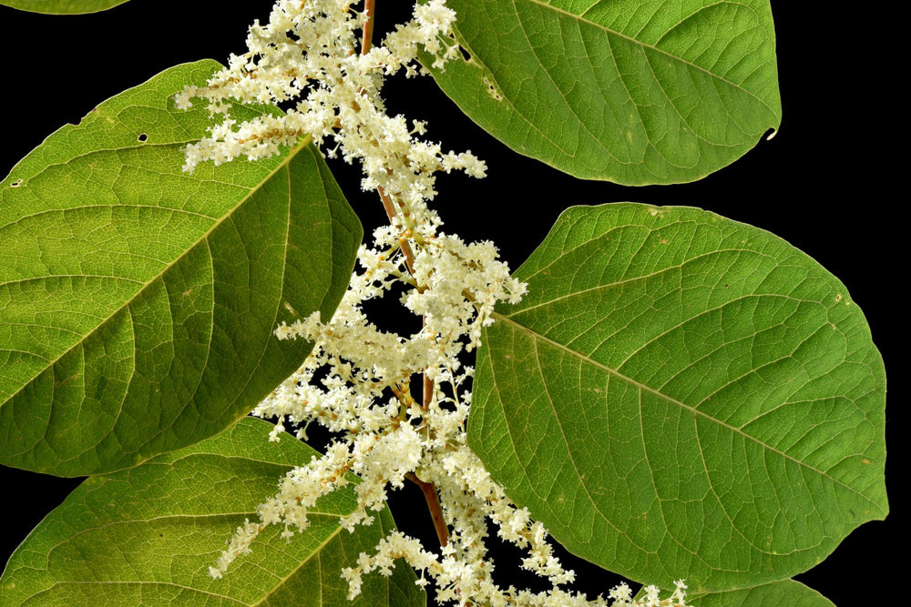 Close-up of Japanese Knotweed (Polygonum cuspidatum) leaves and flowers – natural source of resveratrol, a powerful antioxidant used in skincare and wellness for its anti-ageing and rejuvenating properties.
