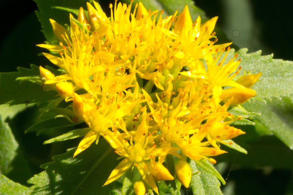 Close-up of bright yellow Rhodiola rosea flowers in bloom, a powerful adaptogen traditionally used to support stress resilience, focus, and stamina