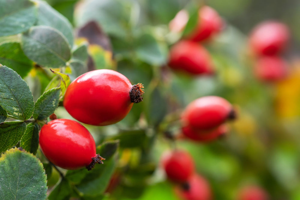 Rosehip fruit on branch, rich source of vitamin C and essential fatty acids, antioxidant botanical ingredient for natural skincare, beauty wellness and health products.