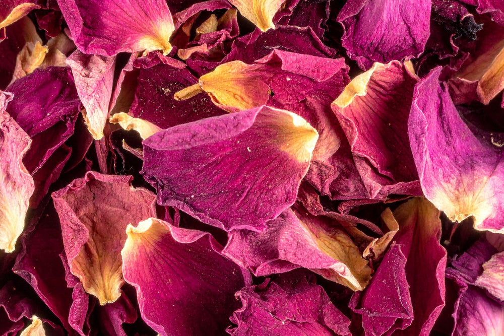 Close up of dried Rosa Damascena rose petals used in herbal tea wellness, skincare and natural beauty formulations.