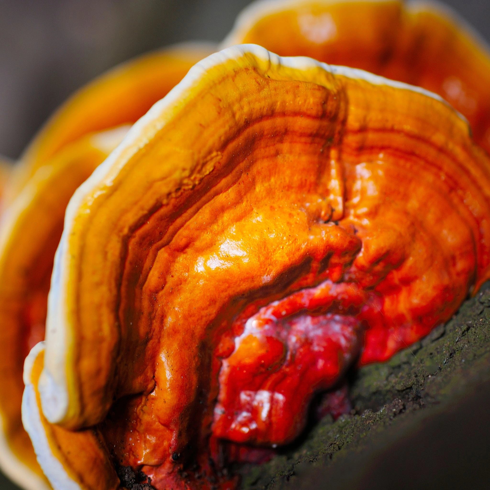 Close-up of a vibrant reishi mushroom (Ganoderma lucidum), known for its glossy orange-red surface and powerful adaptogenic properties that help support stress reduction, relaxation, and immune system balance.