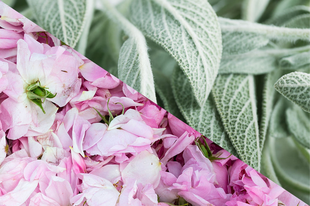 Close-up of delicate Rosa Damascena petals and soft Clary Sage leaves (Salvia Sclarea), a heart notes duo in natural perfume that evoke floral elegance, emotional uplift and hormonal balance.