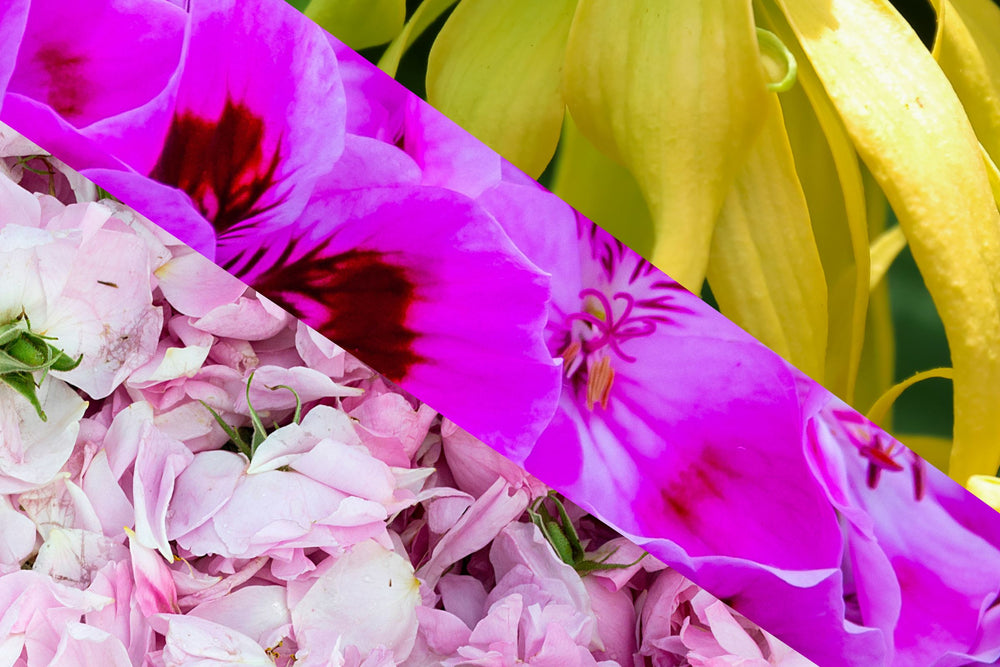 Close-up of Rosa Damascena petals, vibrant pink geranium leaf (Pelargonium Capitatum) and golden ylang ylang (Cananga Odorata), forming a floral heart trio in natural perfume that uplifts mood and nurtures emotional balance.