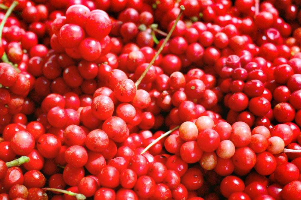 A close-up of vibrant red Schisandra berries (Schisandra chinensis), known for their adaptogenic properties and traditional use in supporting liver function, energy, and overall vitality.