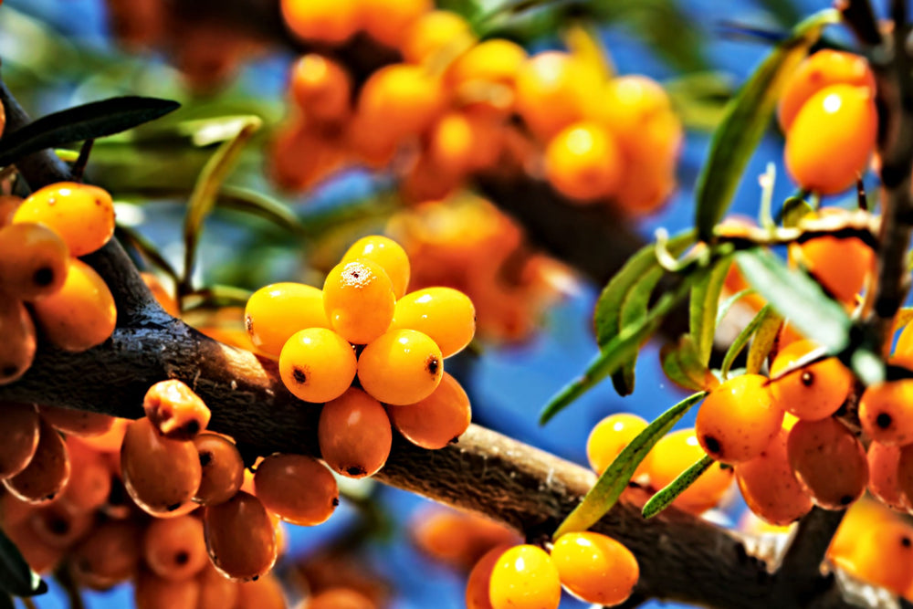 Bright orange sea buckthorn berries (Hippophae rhamnoides) on the branch – rich in vitamins, essential fatty acids and antioxidants.