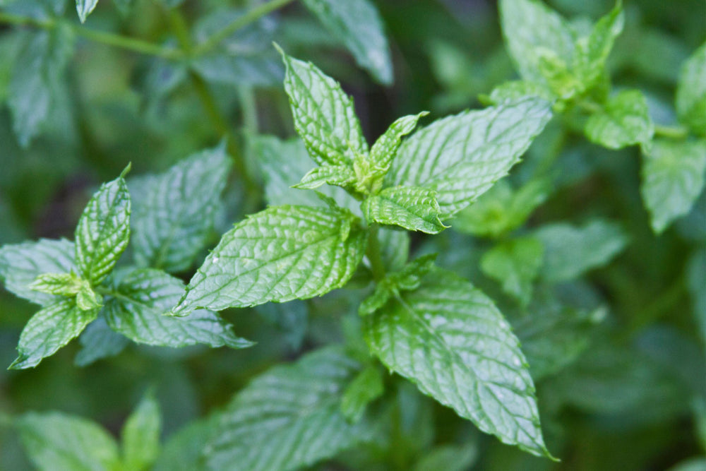 Close up of fresh spearmint leaves used in natural oral care skincare and wellness formulations.